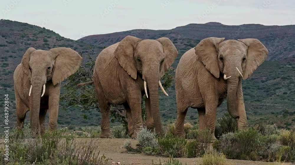 Three adult female African elephants with tusks walking across a wild landscape in Southern Africa Three adult female African elephants with tusks walking across a wild landscape in Southern Africa