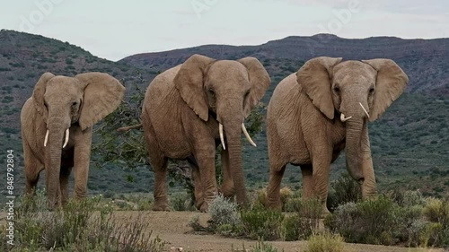 Three adult female African elephants with tusks walking across a wild landscape in Southern Africa