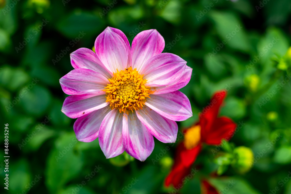 Dahlias bloom flowers best when the plant is not flopping to the ground Dahlias bloom flowers best when the plant is not flopping to the ground