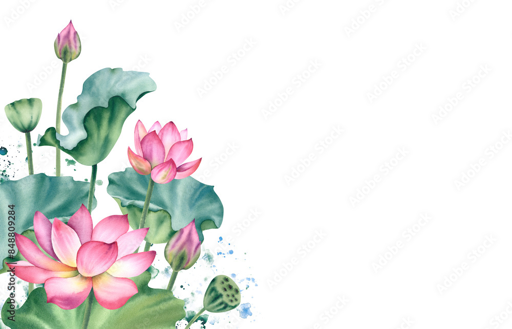 Watercolor pink lotuses on a white background. Water lilies are hand painted. A composition with a lotus. A template for the design of postcards, invitations, and fabrics. Watercolor pink lotuses on a white background. Water lilies are hand painted. A composition with a lotus. A template for the design of postcards, invitations, and fabrics.