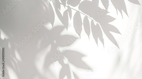Abstract silhouette shadow white background of natural leaves tree branch falling on wall. blurry shadow of tropical leaves morning sun light