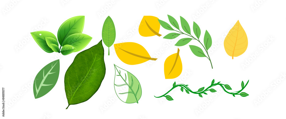 Beautiful vector shapes of leaves Beautiful vector shapes of leaves