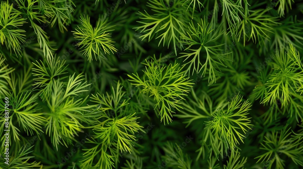 Close up image of densely planted dill leaves in a garden bed Close up image of densely planted dill leaves in a garden bed