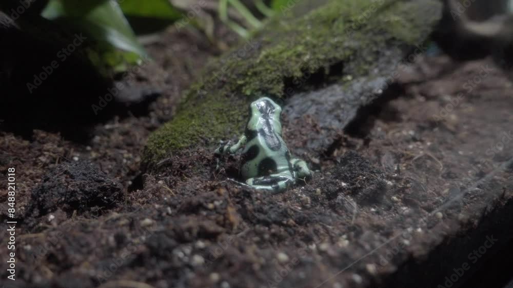 Green and black poison dart frog in aquarium (Dendrobates auratus). tropical fauna conservation. Puebla, Mexico. Slow motion. Green and black poison dart frog in aquarium (Dendrobates auratus). tropical fauna conservation. Puebla, Mexico. Slow motion.