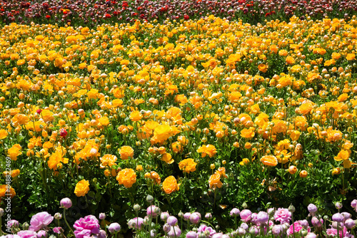 Floral carpet of wonderful flowers