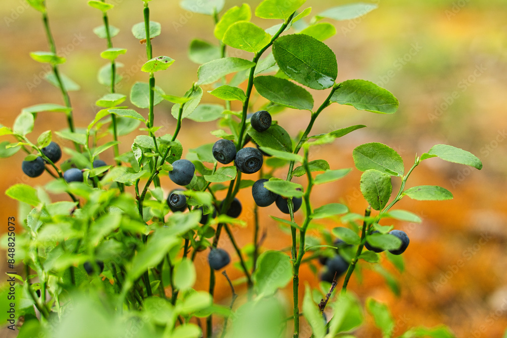 Fototapeta premium Borówki leśne smaczne czarne jagody rosnące latem w lesie