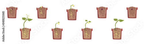 Germination Seed in Flower Pot Cross Section with Soil and Root Vector Set