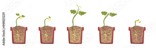 Germination Seed in Flower Pot Cross Section with Soil and Root Vector Set