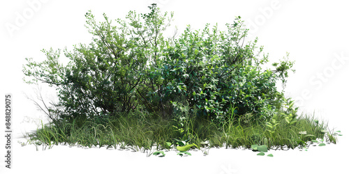 green bushes isolated on transparent background