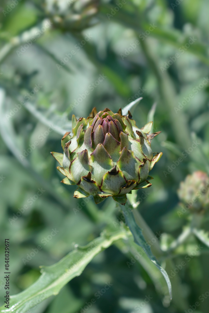 Artichoke thistle flower bud Artichoke thistle flower bud