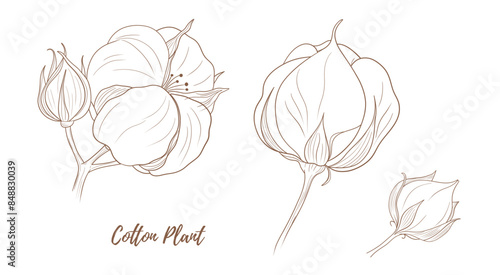 Vector cotton plant with flower and leaves line art illustration, graphic line cotton plant combination. Cotton branch. Cotton flower. Great for any designs, textile, art, walls, package