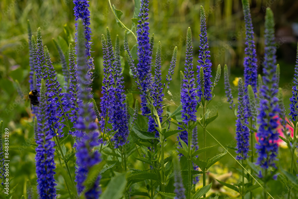 flowers in the garden
