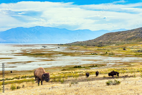 Wallpaper Mural Utah. Huge wild bison graze Torontodigital.ca