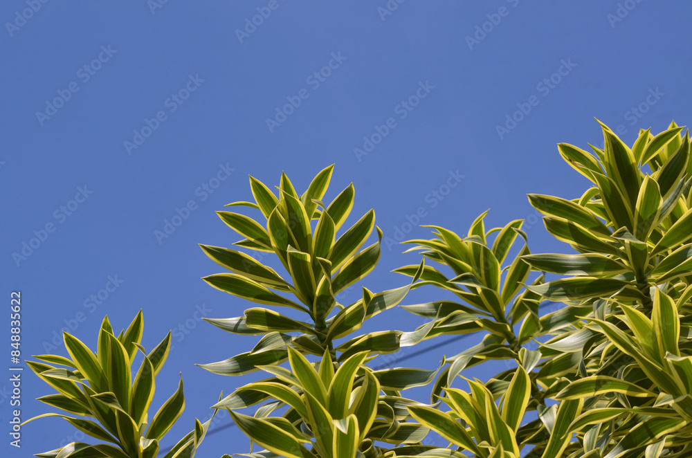 Obraz premium green leaves of Dracaena Reflexa in blue sky
