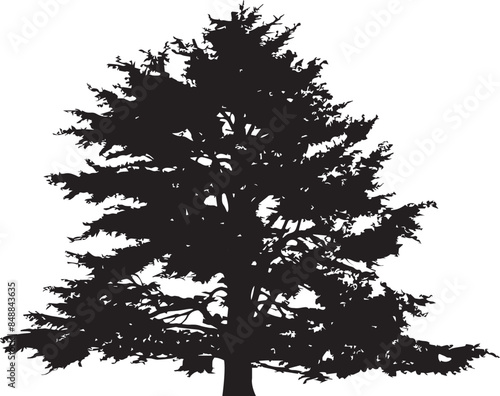 black and white lebanon cedar tree vector