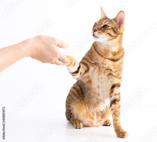 cat handshaking with people on table