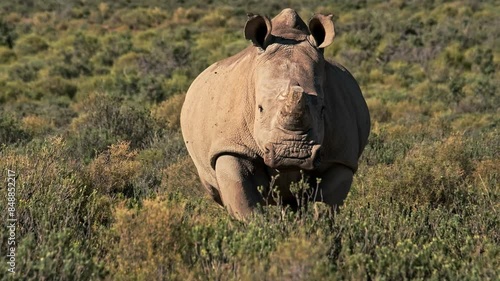 Adult white rhino trotting through some low bushes in South Africa