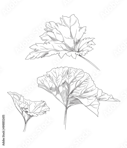burdock leaves, hand drawing, vector illustration