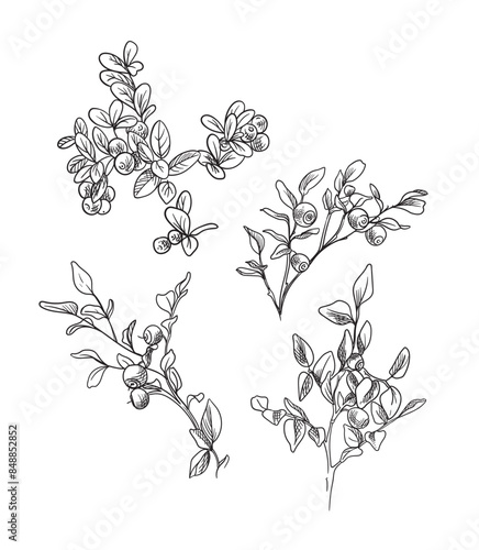 blueberry bush, lingonberry, drawing. Vector illustration