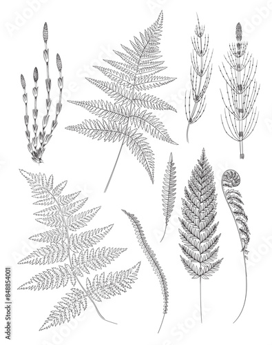 Drawing of leaves of forest fern, horsetail. Vector illustration