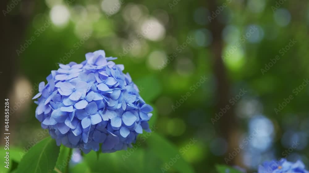 風に揺れる紫陽花