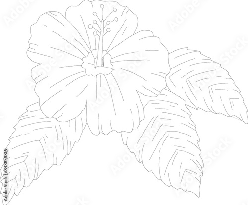 sketch of a flower