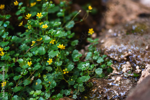 Forest Floor Blossoms