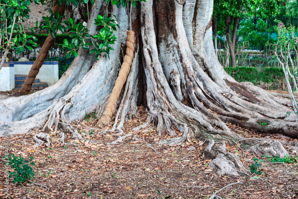 Majestic tree with exterior sprawling roots. Large tropical tree in the park