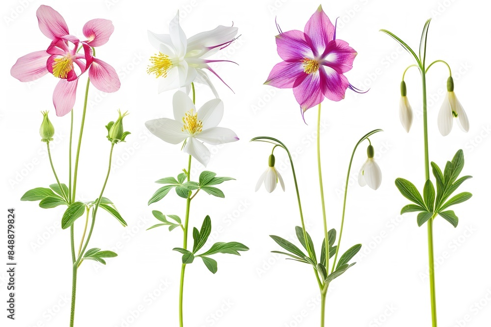 High-altitude bloom set, which includes the columbine isolated. Generative Ai