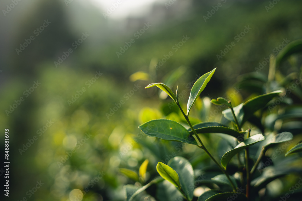 Obraz premium Tea leaves in the plantation
