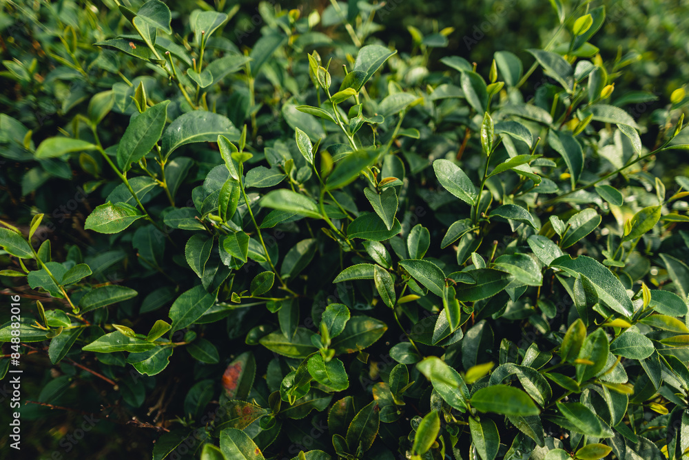 Obraz premium Tea leaves in the plantation