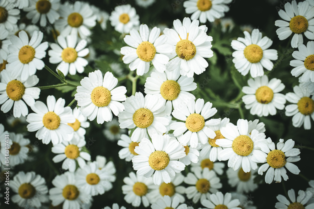 Flowers for you Flowers for you