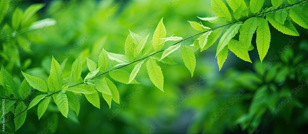 Vibrant green leaves in a garden during summer ideal as a cover page for spring backgrounds ecology themes or wallpapers with copy space images Vibrant green leaves in a garden during summer ideal as a cover page for spring backgrounds ecology themes or wallpapers with copy space images
