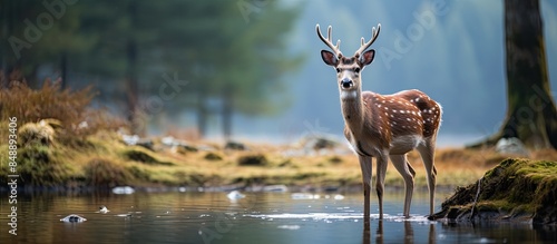 Dama Dama a fallow deer roaming in its natural habitat exemplifying wildlife conservation with a picturesque background for copy space image