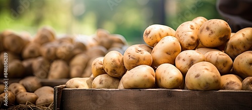 Organic potatoes without chemicals for sale at the local market with copy space image photo