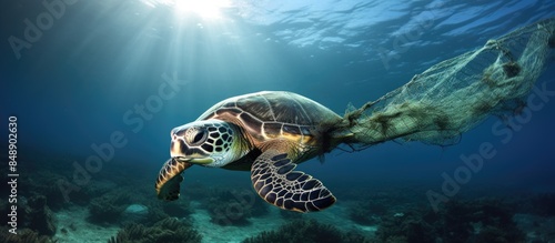 A green sea turtle caught in an abandoned fishing net with a clear blank space ideal for inserting an image. Copy space image. Place for adding text and design photo