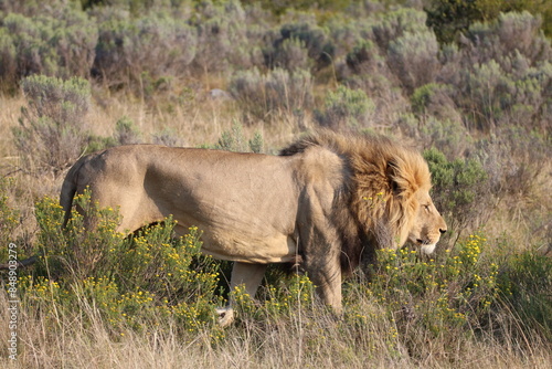 König der Savanne, älterer Löwe