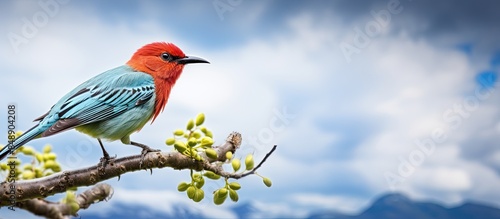 Endangered Hawaiian honeycreeper bird Iiwi perches on a tree top with a cloudy sky background creating a picturesque scene for a copy space image photo