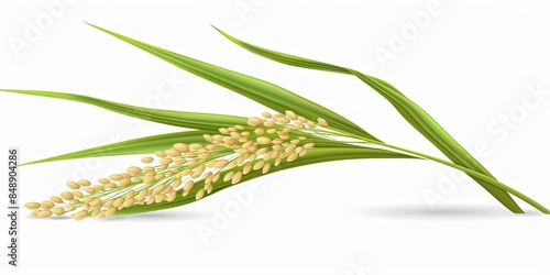 Illustration of ears of rice on white background, Asian rice fields, diet food, natural product, template, background, wallpaper.