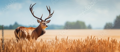 Summer nature scene featuring a brown furred red deer stag Cervus elaphus with budding antlers alertly observing from the side with a hay field background in a copy space image