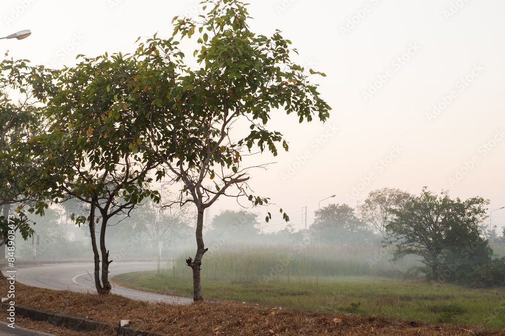 Morning landscape of field and tree with a soft mist in local Thailland. Morning landscape of field and tree with a soft mist in local Thailland.