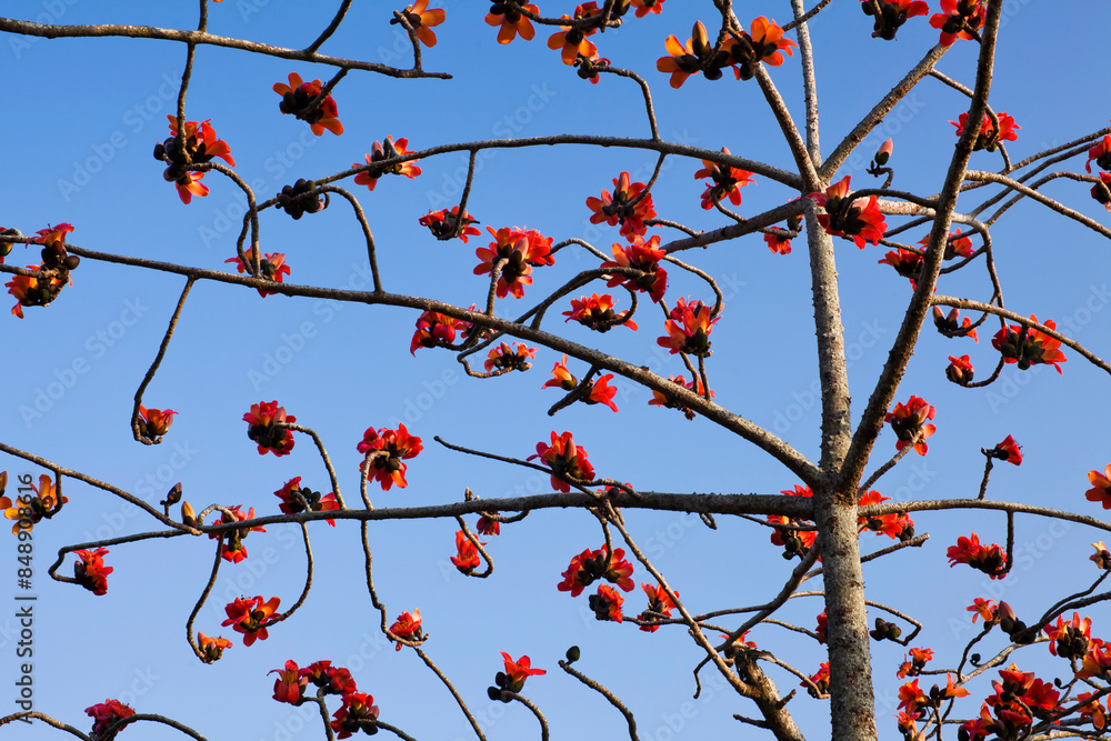 View of Bombax ceiba flowers with the blue sky background. View of Bombax ceiba flowers with the blue sky background.