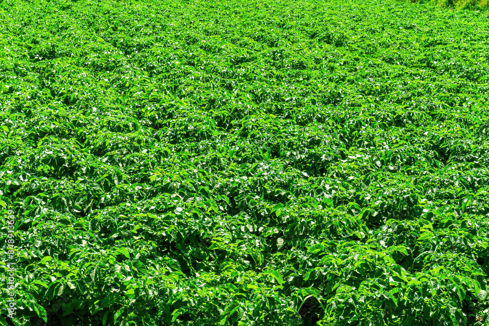 green plantation of vegetable growth with rows of plants on a beautiful farm. farming food and meal gardening concept green plantation of vegetable growth with rows of plants on a beautiful farm. farming food and meal gardening concept