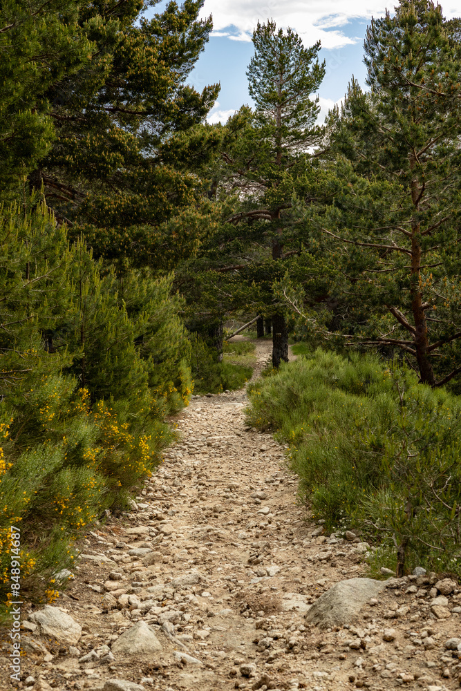 Fototapeta premium el camino del bosque