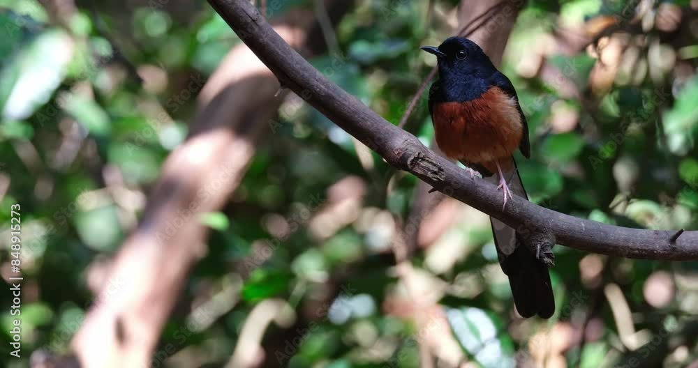 Shaking and wagging its tail rapidly while perched on a large vine, White-rumped Shama Copsychus malabaricus, Male, Thailand Shaking and wagging its tail rapidly while perched on a large vine, White-rumped Shama Copsychus malabaricus, Male, Thailand