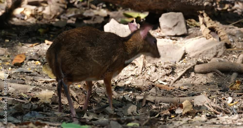 Facing moving to the right while foraging for some food on the forest ground during the morning, Lesser mouse-deer Tragulus kanchil, Thailand Facing moving to the right while foraging for some food on the forest ground during the morning, Lesser mouse-deer Tragulus kanchil, Thailand