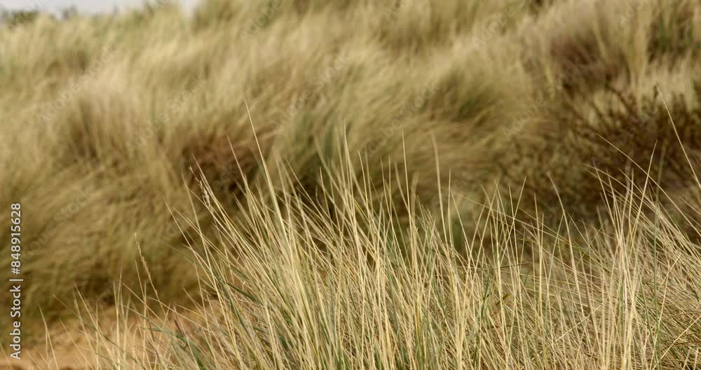 Mid to wide shot of Marram grass on sand dunes moving in the breeze at Saltfleet, Louth, Lincolnshire Mid to wide shot of Marram grass on sand dunes moving in the breeze at Saltfleet, Louth, Lincolnshire