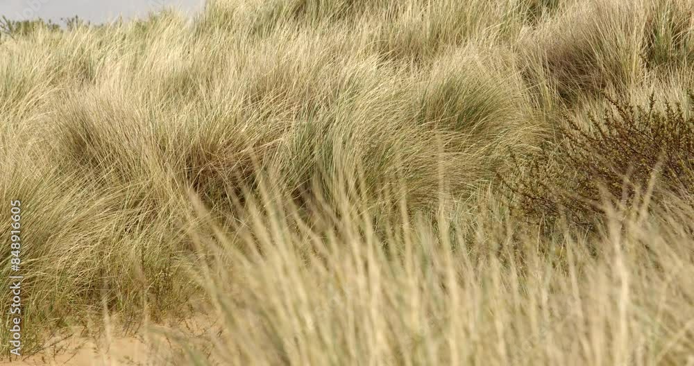 Wide shot of Marram grass on sand dunes moving in the breeze at Saltfleet, Louth, Lincolnshire Wide shot of Marram grass on sand dunes moving in the breeze at Saltfleet, Louth, Lincolnshire