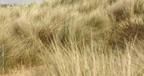 Wide shot of Marram grass on sand dunes moving in the breeze at Saltfleet, Louth, Lincolnshire photo