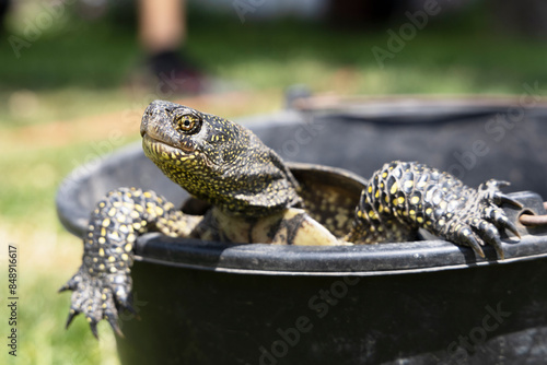 A turtle crawls out of a bucket